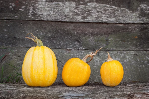 Citrouille pour Halloween — Photo