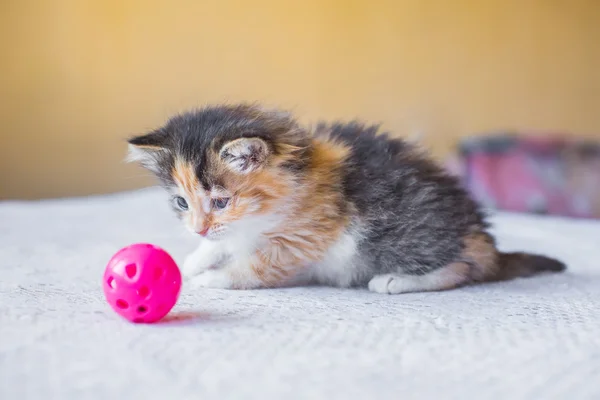 Красивый трехцветный разноцветный котенок, играющий с игрушечным мячом. возраст — стоковое фото