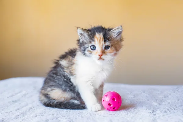 Красивый трехцветный разноцветный котенок с игрушечным шариком. Возраст 3 месяца — стоковое фото