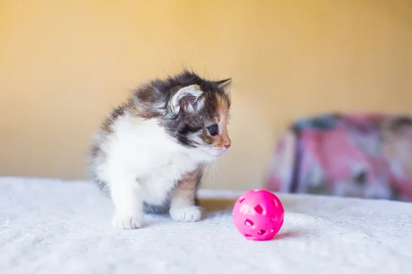 Маленький трехцветный котенок смотрит на игрушку. Возраст 3 месяца — стоковое фото