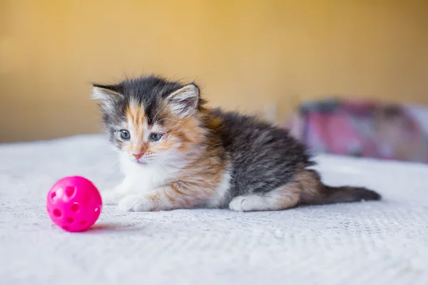 Beautiful tricolor variegated kitty looking for a toy ball. age — Stock Photo, Image