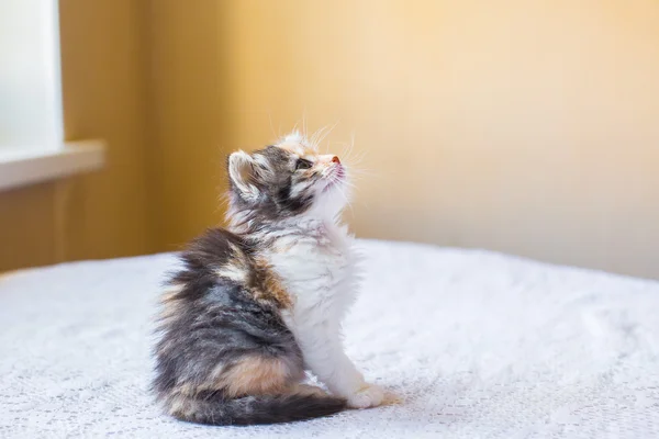 Small beautiful tricolor variegated kitten age 3 months. — Stock Photo, Image