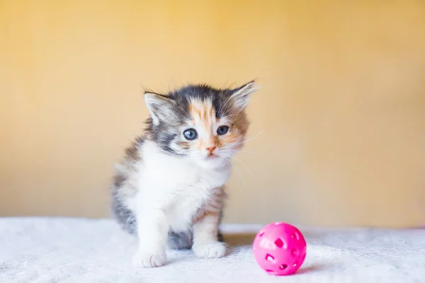 Маленький трехцветный котенок, сидящий рядом с игрушкой. Возраст 3 месяца — стоковое фото