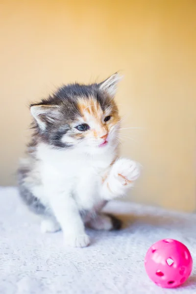 Pequeno gatinho tricolor jogando com uma bola. idade 3 meses — Fotografia de Stock