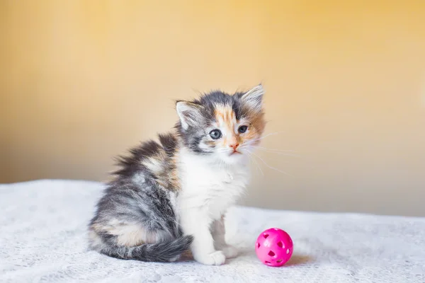 Красивый трехцветный котенок играет с мячом в возрасте 3 месяцев — стоковое фото