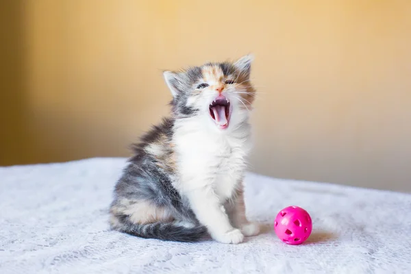 Beautiful and colourful kitten shows language. yawns. age 3 mont — Stock Photo, Image