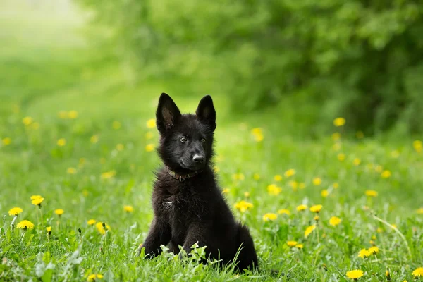 Güzel Alman çoban köpek yavrusu siyah renk. oturan — Stok fotoğraf