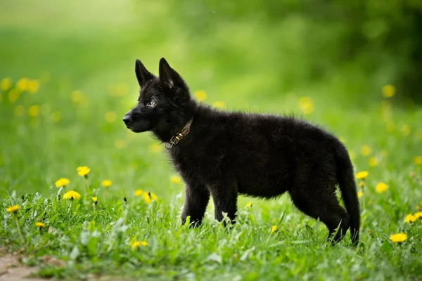 Çoban köpek yavrusu siyah renk. çimenlerin üzerine oturmuş. isteyen — Stok fotoğraf