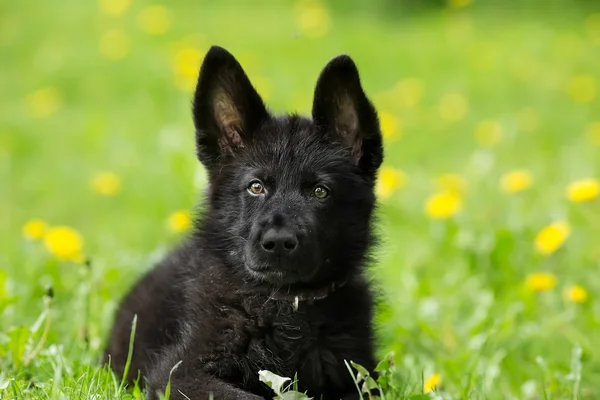 Portrait of a beautiful German shepherd puppy of black colour. l — Stock Photo, Image