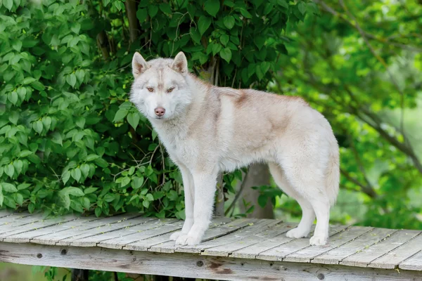 Color gris lobo. Un macho adulto está parado en una plataforma de madera. edad —  Fotos de Stock