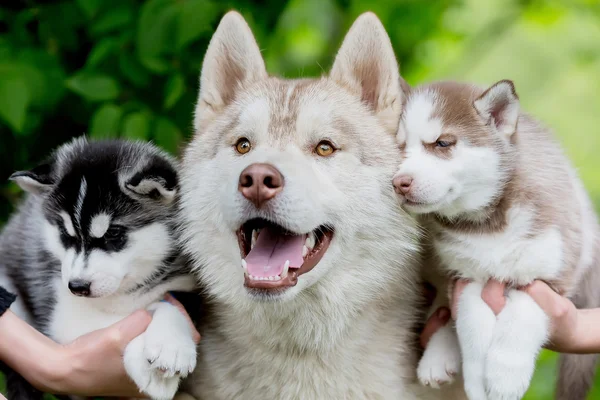 Diversão Husky cinza com dois filhotes pequenos . — Fotografia de Stock