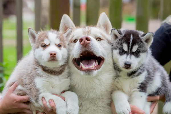 2 つの小さい子犬とグレー色の大人のハスキーを笑顔. — ストック写真