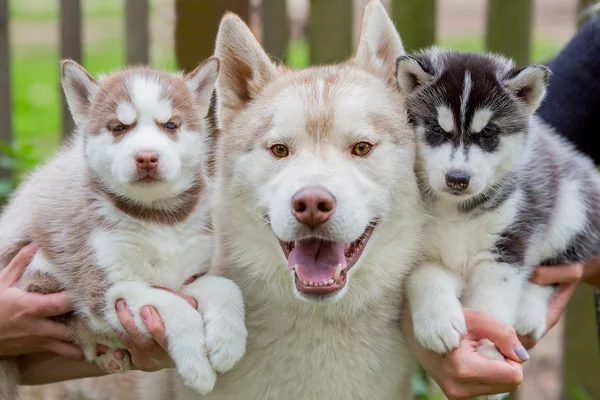 Lächelnder erwachsener Husky in grau und zwei kleine Hunde — Stockfoto