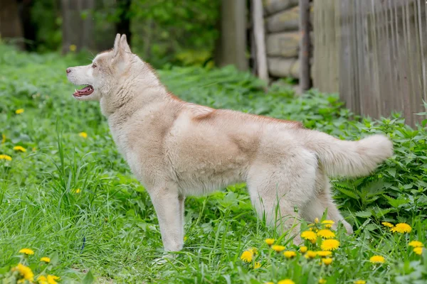 Adult Husky gray standing in the grass — Stock Photo, Image