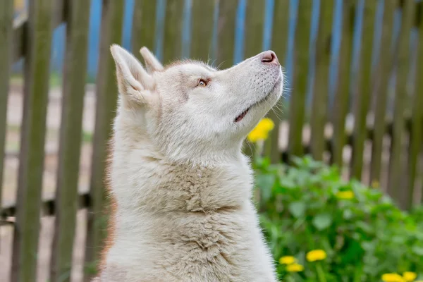 Portrait of a dog. Husky gray. the view from the side — Stock Photo, Image