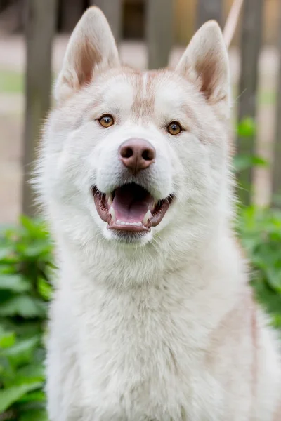 Portrait of a dog. Husky gray — Stock Photo, Image