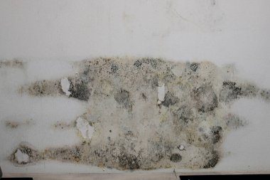 Beyaz bir duvarda siyah küf.