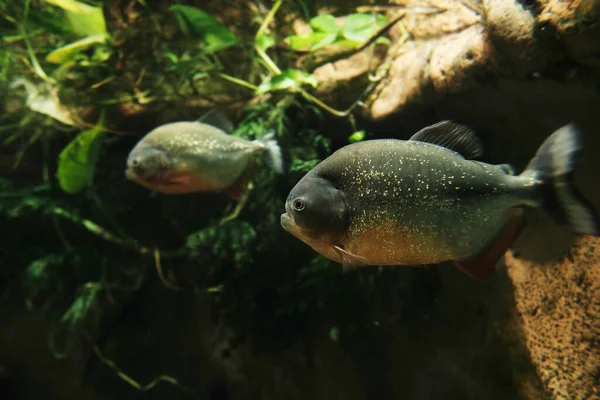 自然の中での熱帯ピラニアの魚 — ストック写真