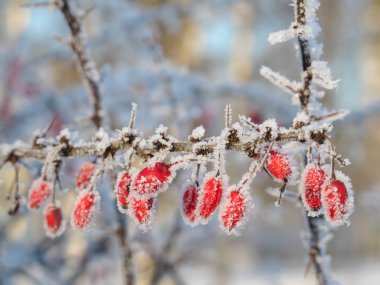 Çilek hoarfrost ile kaplı bir gül üzerinde