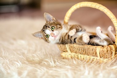 Onun arkasında yatan bir sepet de kedi. Yaş 1 ay