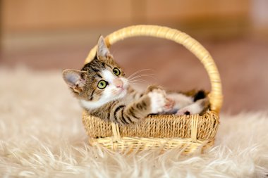 Sepet ve için A ararken biraz damalı yavru kedi olduğunu