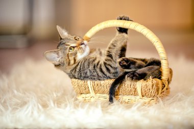 Rengarenk yavru kedi sepete yalan çalış. 2 aylıkken.