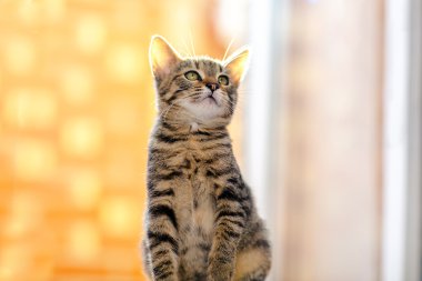 Arkadan aydınlatmalı ortamlarda rengarenk yavru kedi. 2 aylıkken