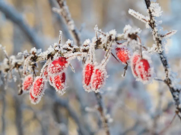 Bär på en ros som täckt med rimfrost — Stockfoto
