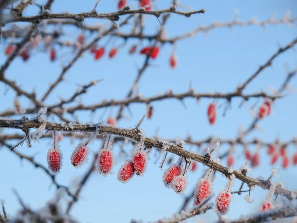 Bayas sobre una rosa cubierta de escarcha — Foto de Stock