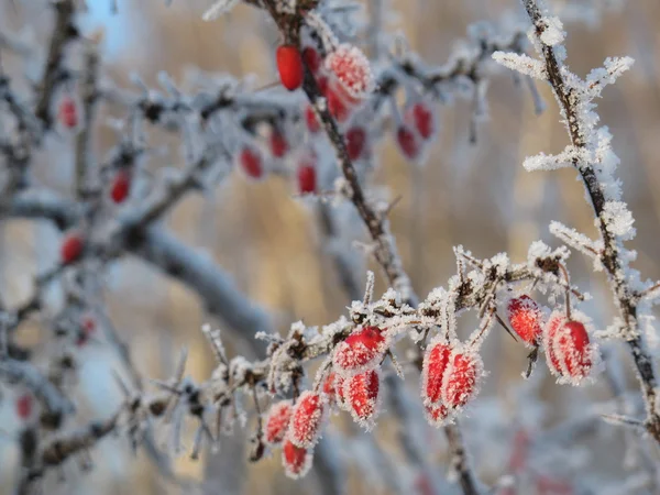 Bär på en ros som täckt med rimfrost — Stockfoto