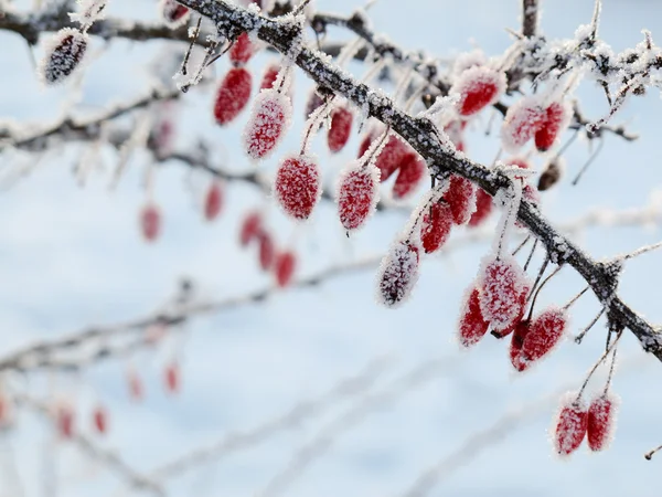 Bär på en ros som täckt med rimfrost — Stockfoto