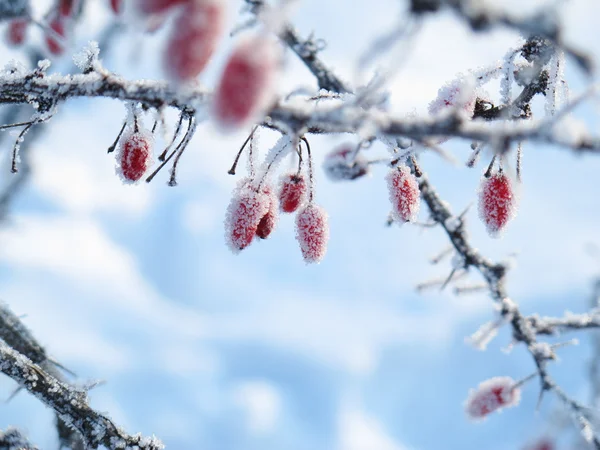 Bär på en ros som täckt med rimfrost — Stockfoto