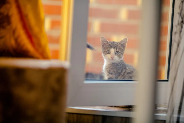 Kitten mira por la ventana —  Fotos de Stock