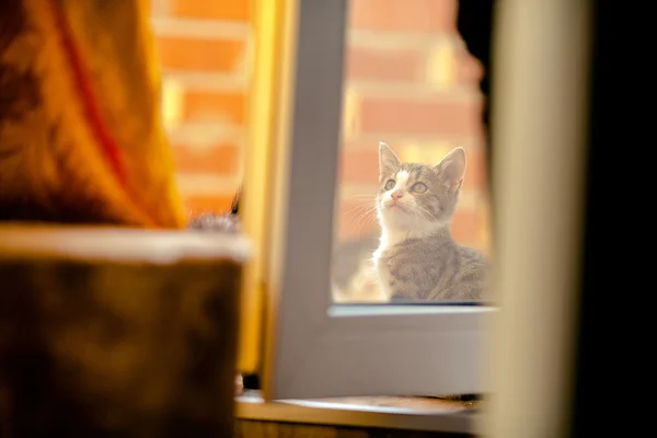 Gatito detrás del vidrio —  Fotos de Stock