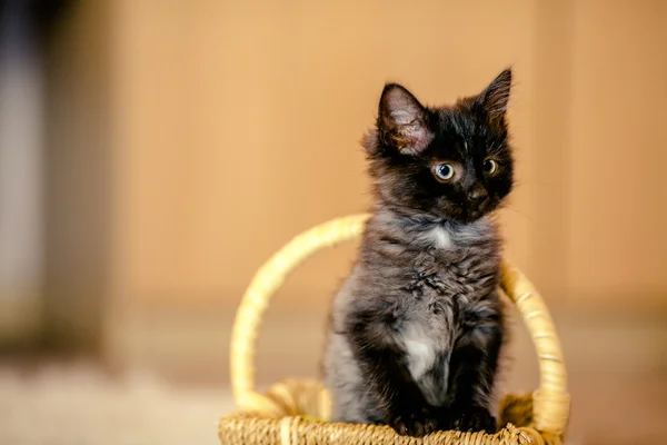 Чёрный котёнок смотрит из корзины. возраст 1 месяц — стоковое фото