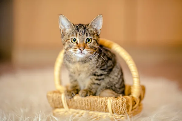 Gatito moteado sentado en una canasta, mirando hacia adelante. Edad de 2 mon —  Fotos de Stock