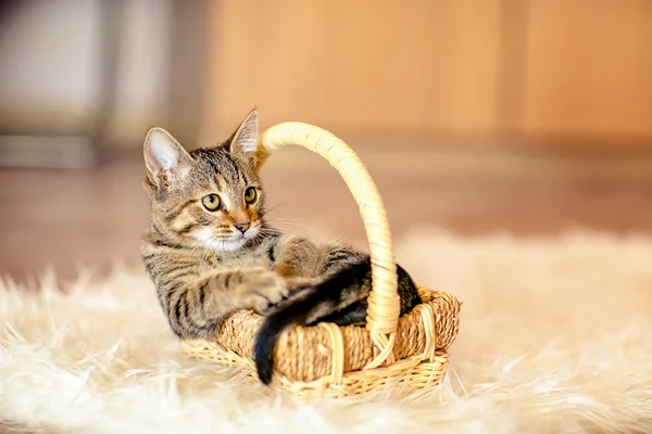 Bonte kitten belangrijk zit in een mand. Leeftijd van 2 maanden. — Stockfoto