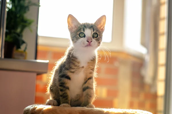 Gatito en condiciones de contraluz. Edad de 2 meses —  Fotos de Stock