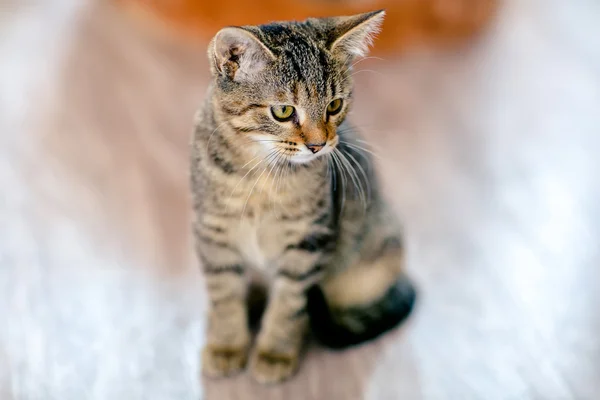 Gatito sentado en el suelo. Edad de 2 meses —  Fotos de Stock