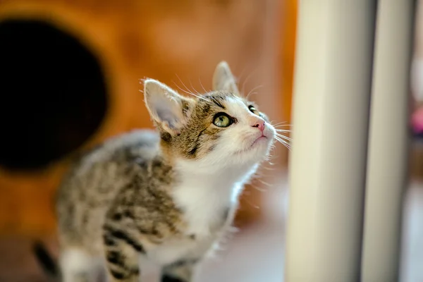 Kitten prepared for a jump. Age of 2 months