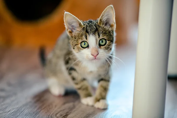 Gatito asustado. edad 1 mes —  Fotos de Stock