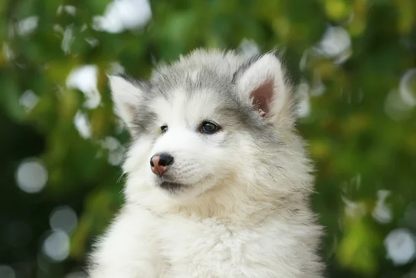 白のマラミュート子犬の肖像画 — ストック写真