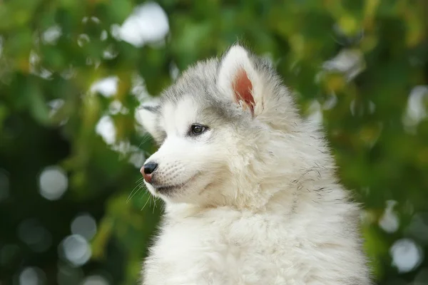 Malamute blanco esponjoso. Cachorro. 2 meses — Foto de Stock