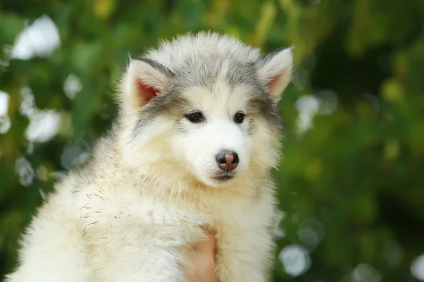 White Malamute. puppy. 2 months — Stock Photo, Image