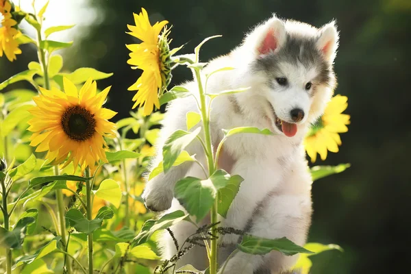 Nadýchané malamut štěně mezi slunečnice — Stock fotografie
