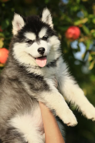 Chiot husky. portrait — Photo