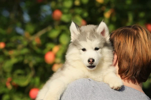 Un husky blanc. Le chiot est assis sur l'épaule. 1 mois — Photo