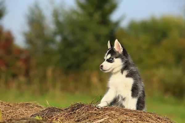 Dziecko siedzi husky na suchej trawy — Zdjęcie stockowe