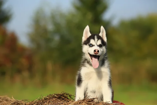 Chiot husky avec des yeux de couleur différente — Photo