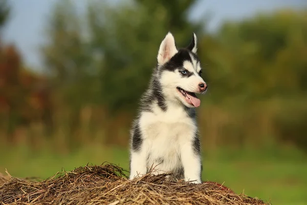 Cachorro husky con diferentes ojos de color sentado en la hierba seca —  Fotos de Stock